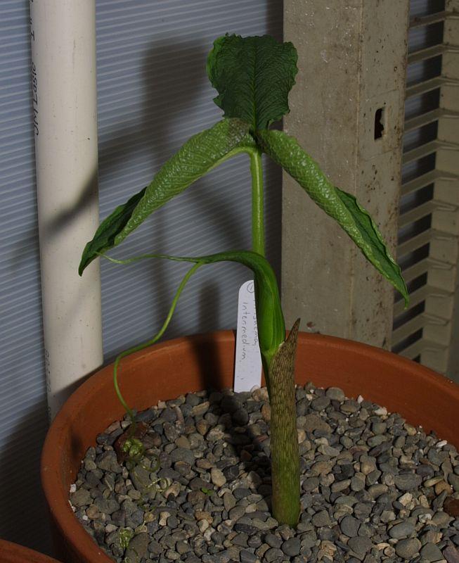 Arisaema intermedium