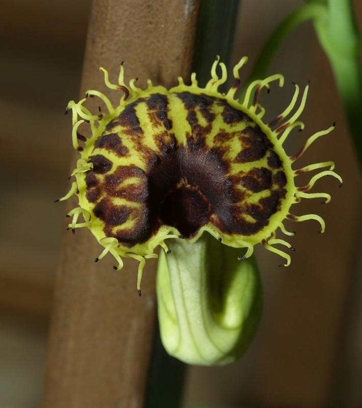 Aristolochia fimbriata