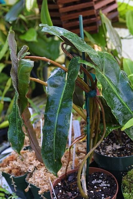 Philodendron billietiae