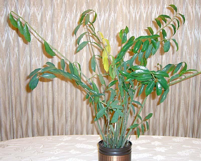 Zamioculcas sp.