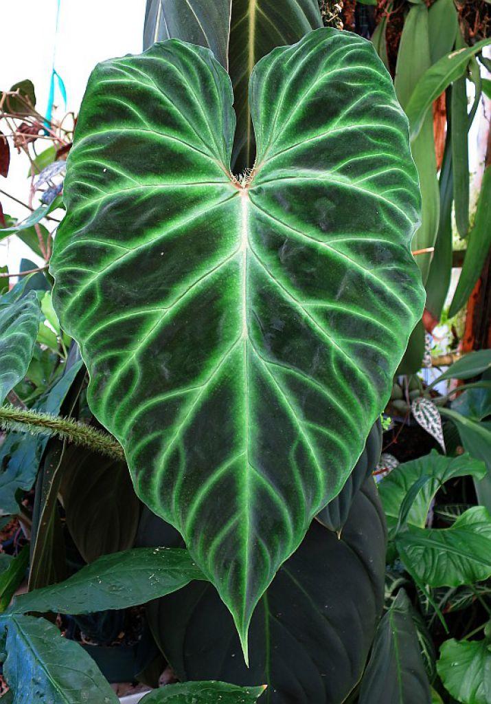 Philodendron verrucosum
