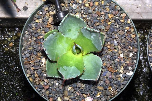 Agave parryi ssp. truncata