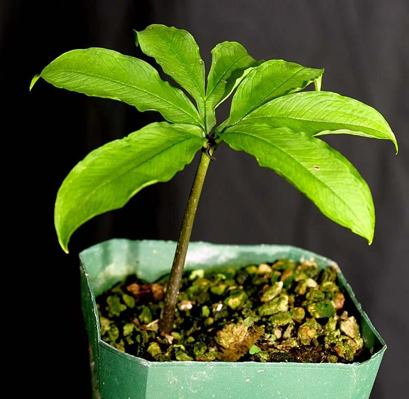 Amorphophallus symonianus H.AM.719
