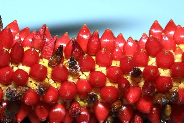Anthurium bakeri