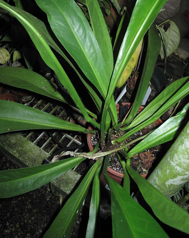 Anthurium lilacinum