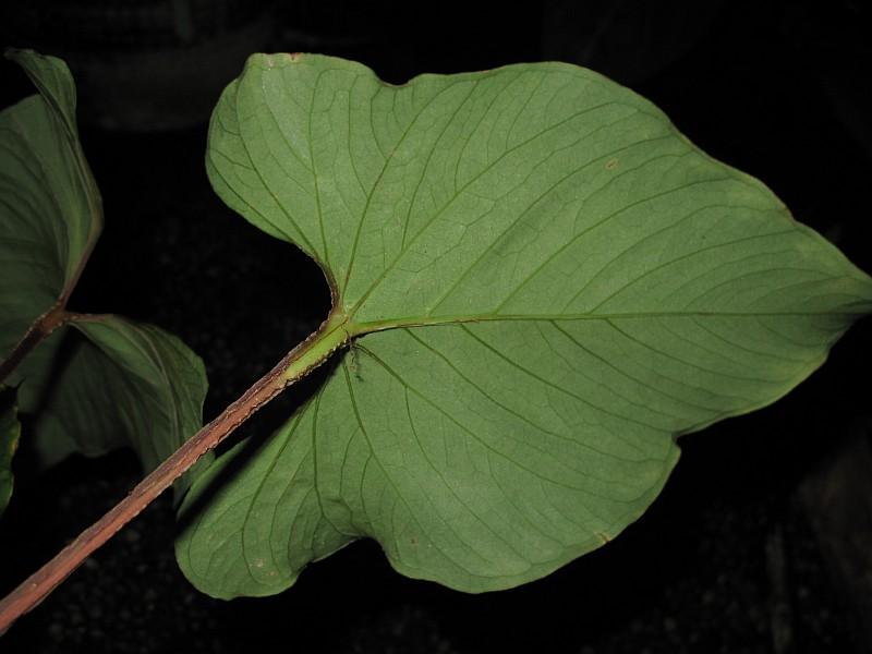 Anthurium rubrinervium