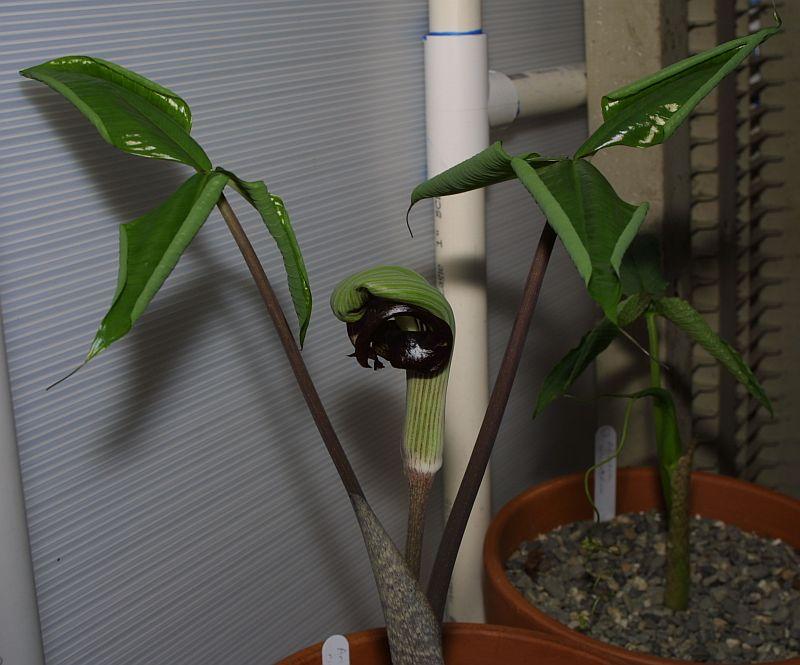 Arisaema ringens