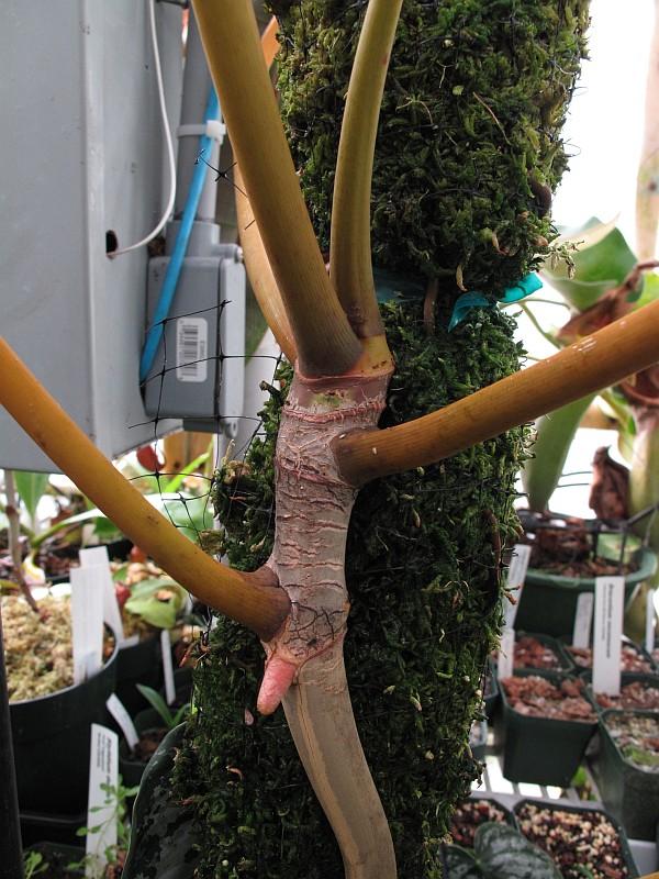 Philodendron billietiae