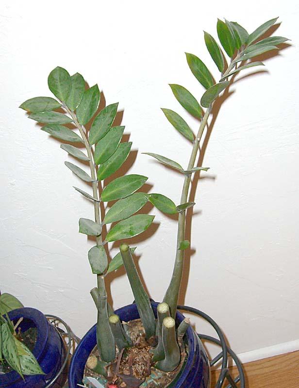 Zamioculcas zamiifolia