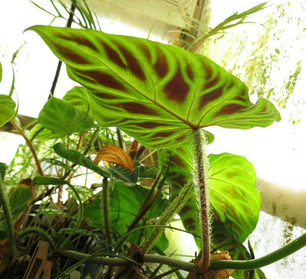 Philodendron verrucosum