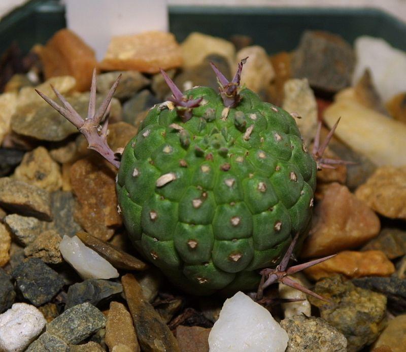 Euphorbia stellispina