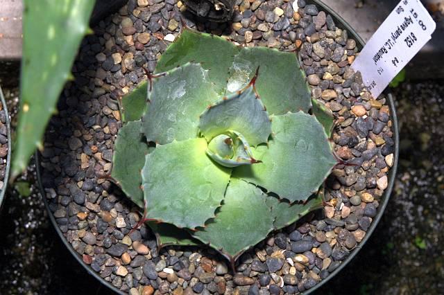 Agave parryi J.C. Raulston