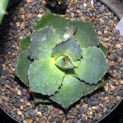 Agave parryi J.C. Raulston