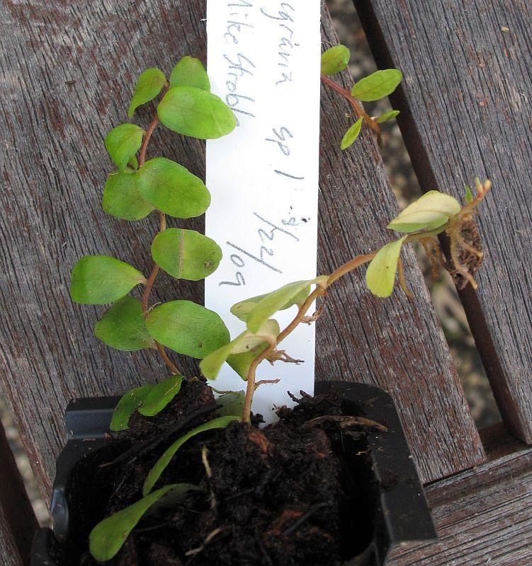 Macgravia sp 1