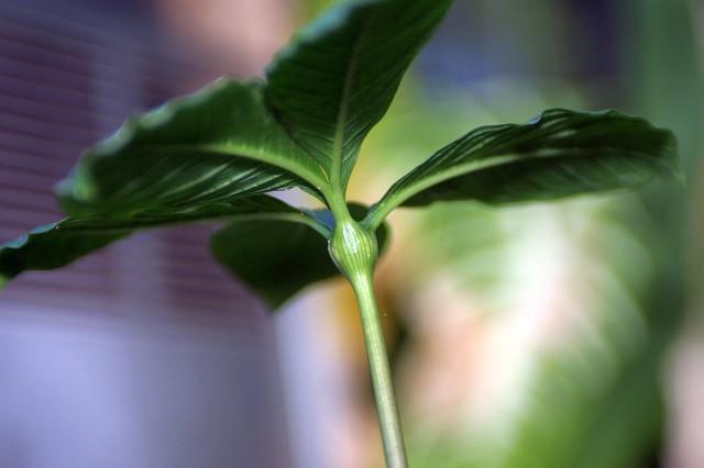Amorphophallus symonianus PDN #1