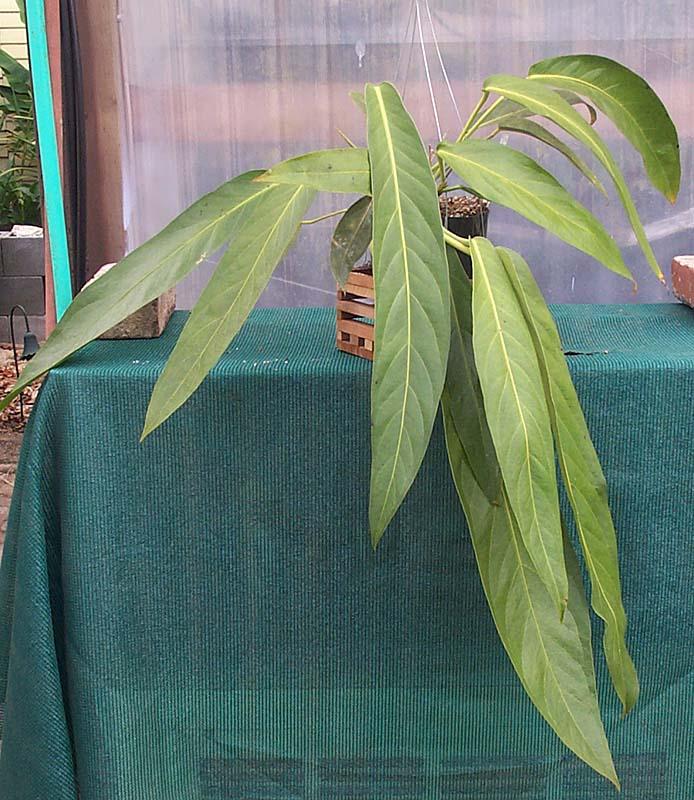 Anthurium longifolium