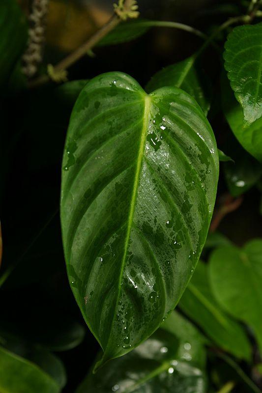 Philodendron esmeraldense