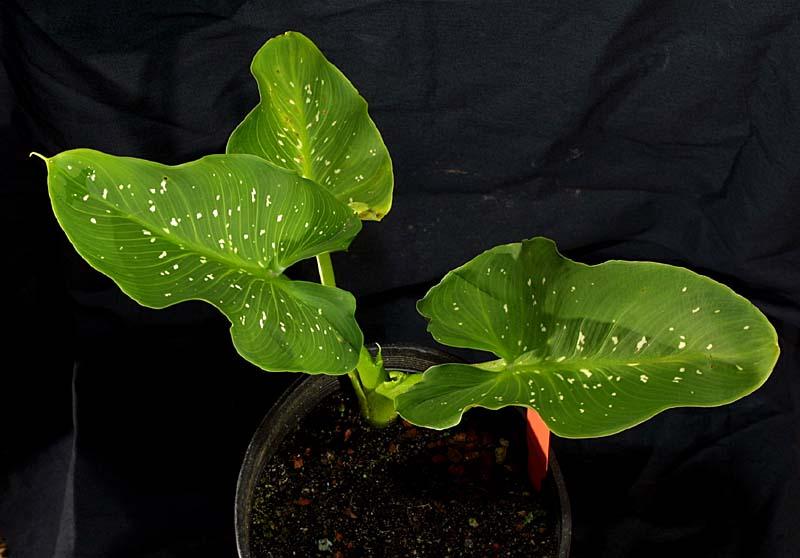 Zantedeschia  hercules