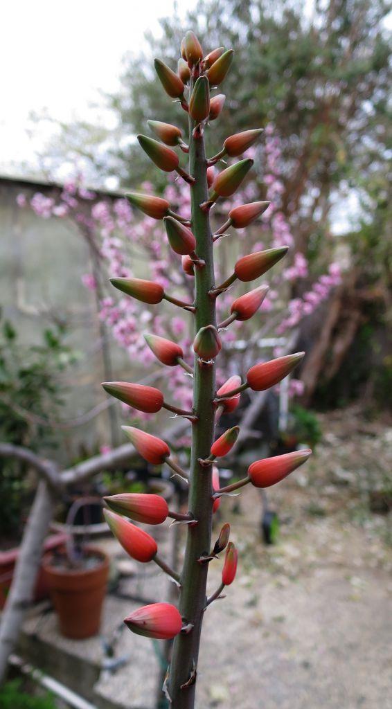 Aloe plicatilis