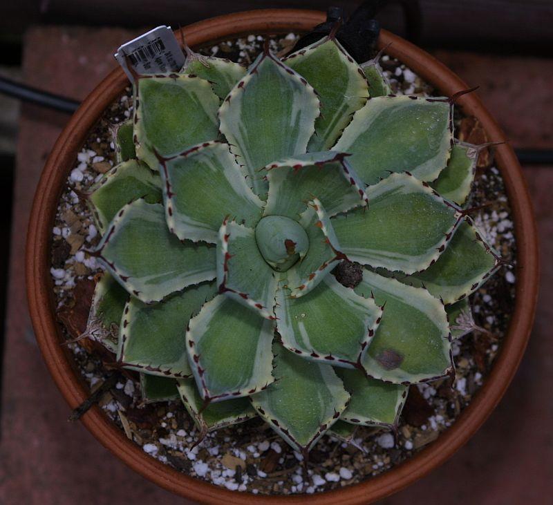 Agave sp. Kissho Kan