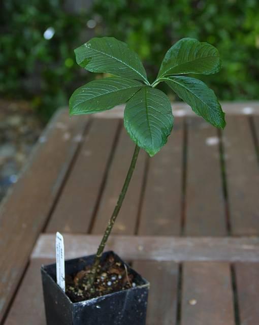 Amorphophallus symonianus PDN #1