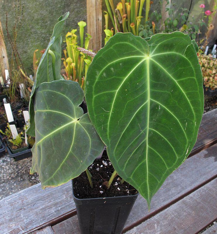 Anthurium besseae