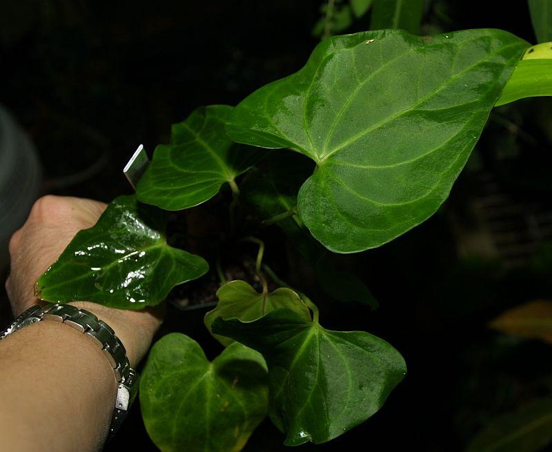 Anthurium sect cardiolonchium