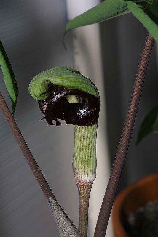 Arisaema ringens