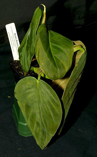 Philodendron gigas