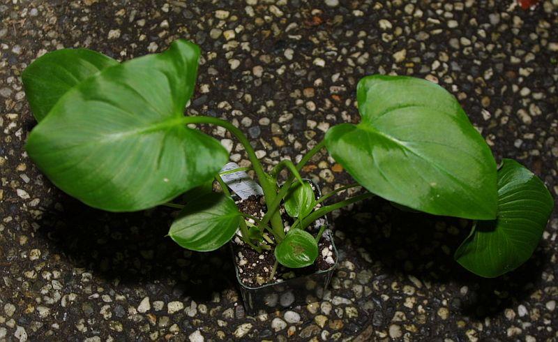 Zantedeschia aethiopica Hercules