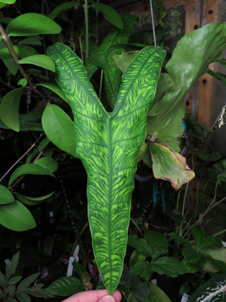 Alocasia zebrina reticulata