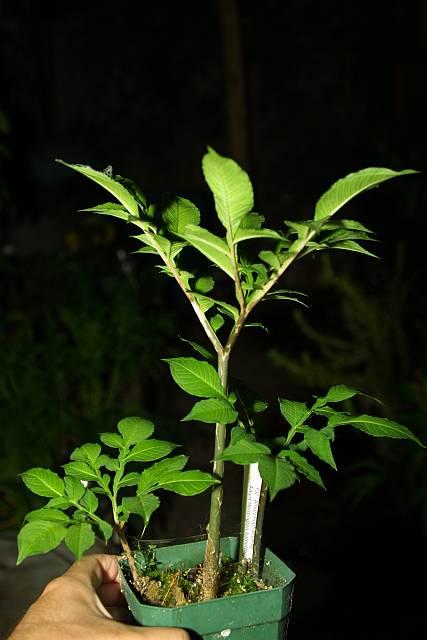 Amorphophallus bulbifer