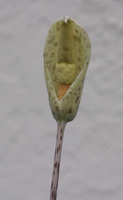 Amorphophallus tenuispadix