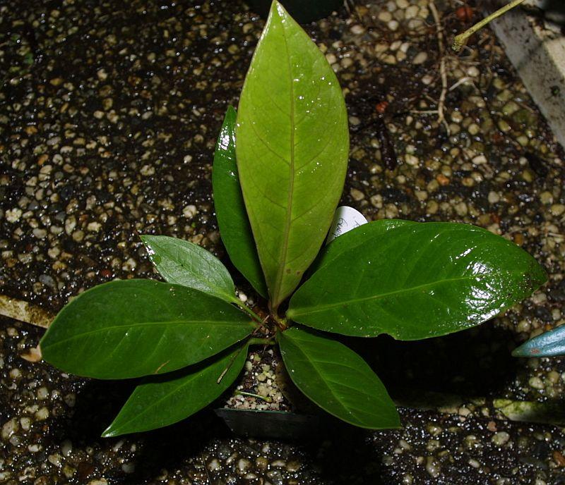 Anthurium boplandii var guayanum