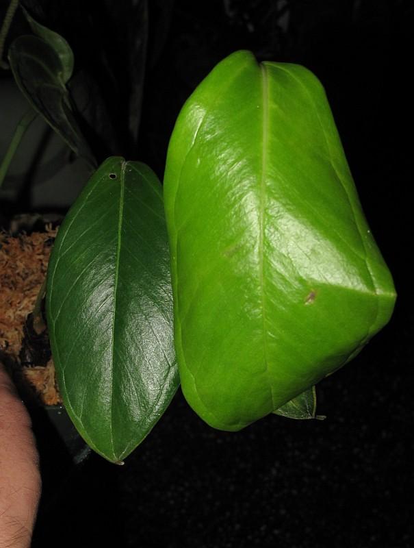Anthurium longigeniculatum