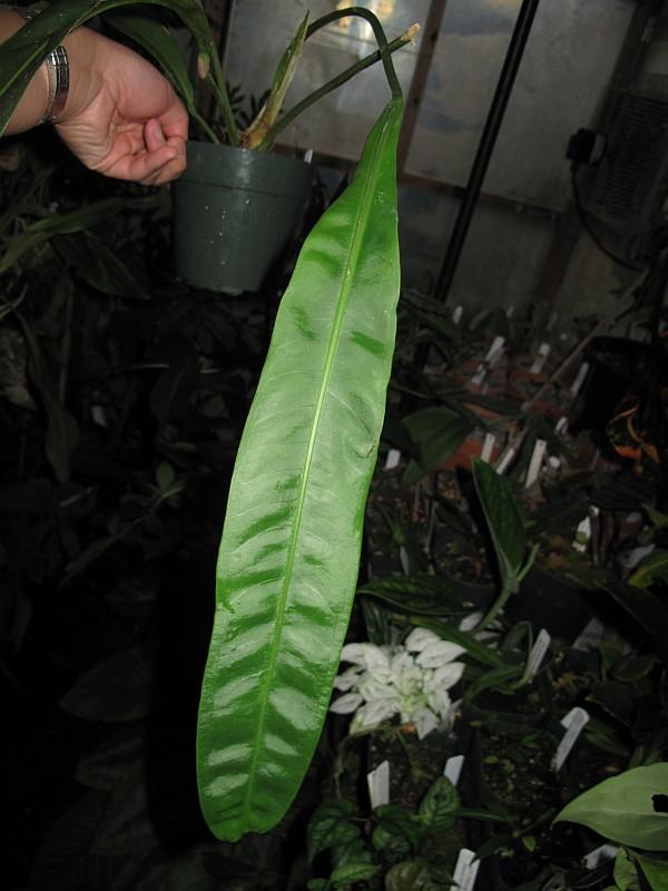 Anthurium sp. Wavy Leaves