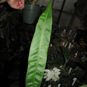 Anthurium sp. Wavy Leaves