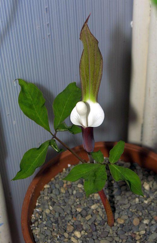 Arisaema sikokianum