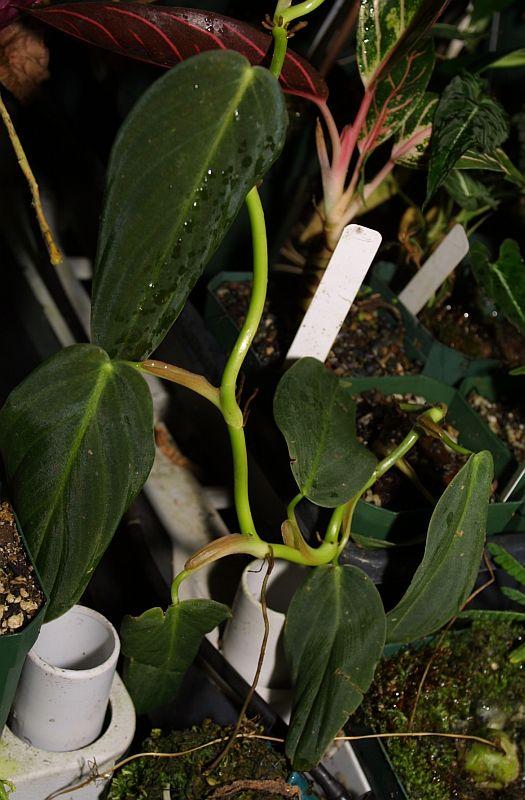 Philodendron gigas