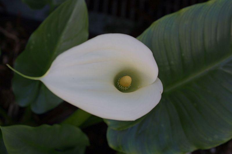 Zantedeschia odorata