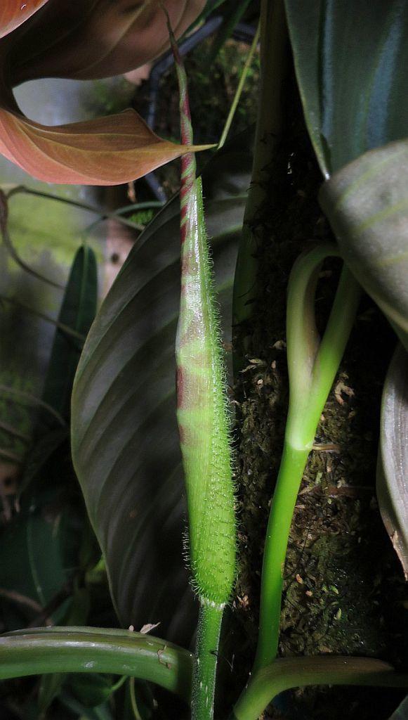Philodendron verrucosum
