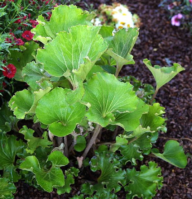Farfugium japonicum crispatum