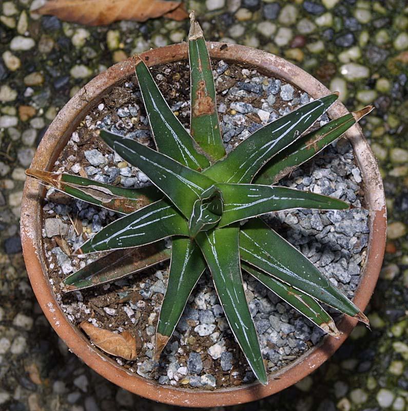 Agave victoria-reginae