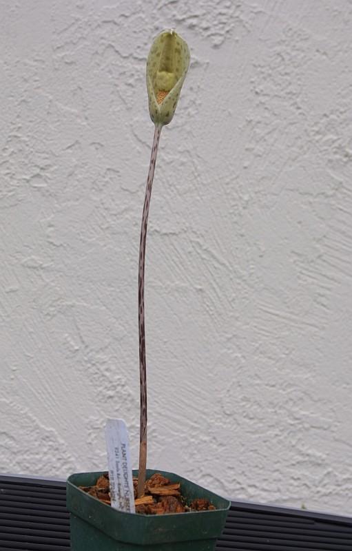 Amorphophallus tenuispadix
