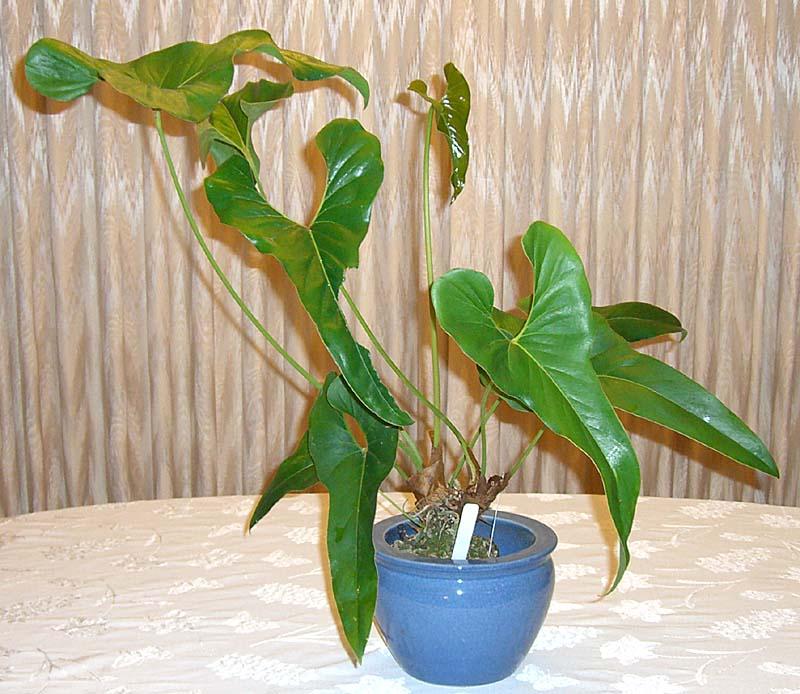 Anthurium brownii