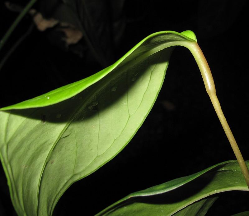 Anthurium longigeniculatum