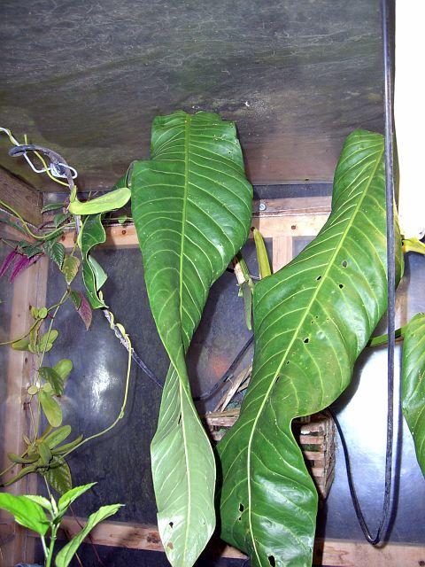 Anthurium spectabile