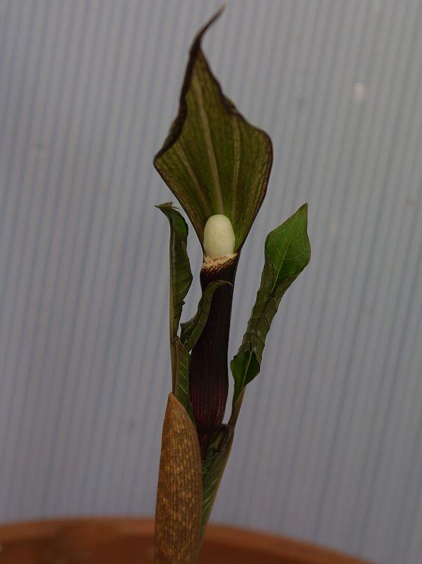 Arisaema sikokianum