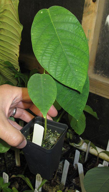 Passiflora macrophylla