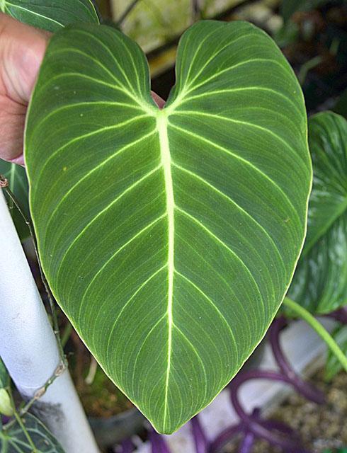 Philodendron gloriosum merkel